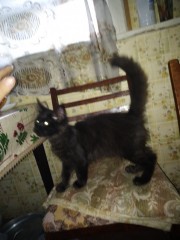 Наш кот Малгун